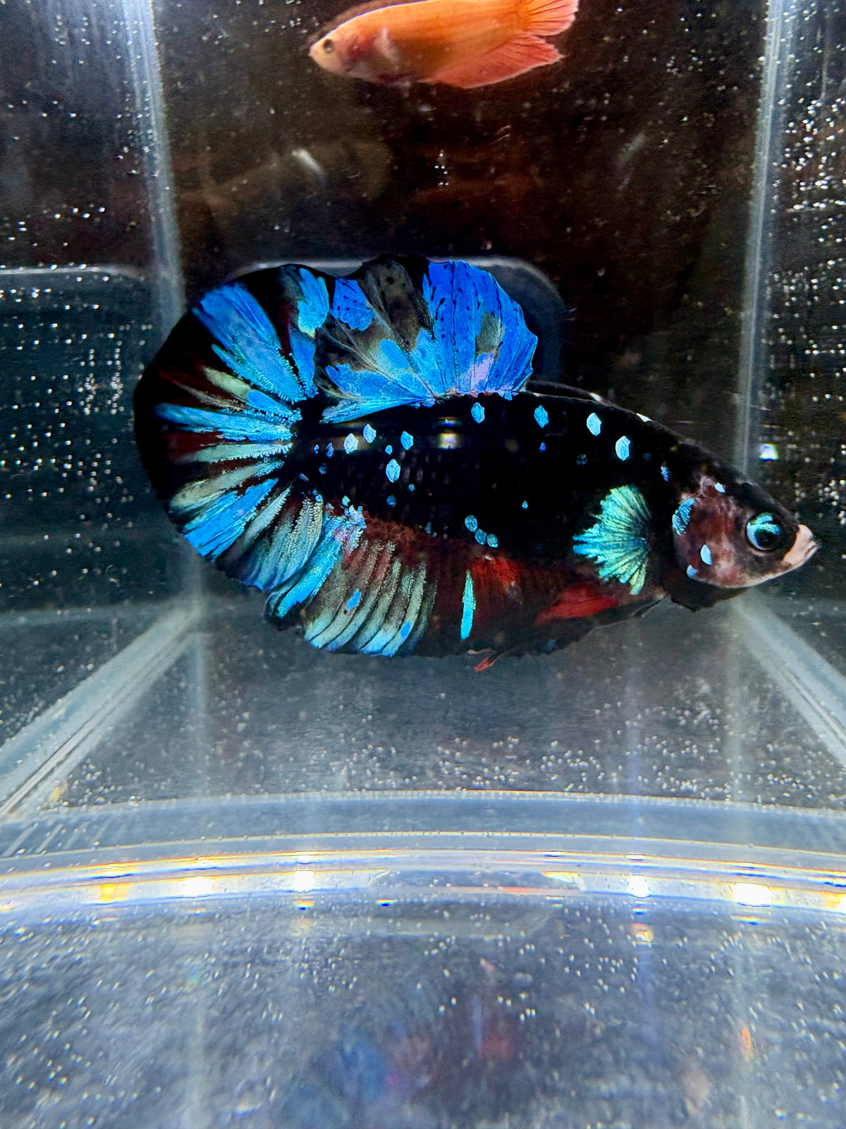 Avatar Nebula HMPK Live Betta Fish Male | CG-226