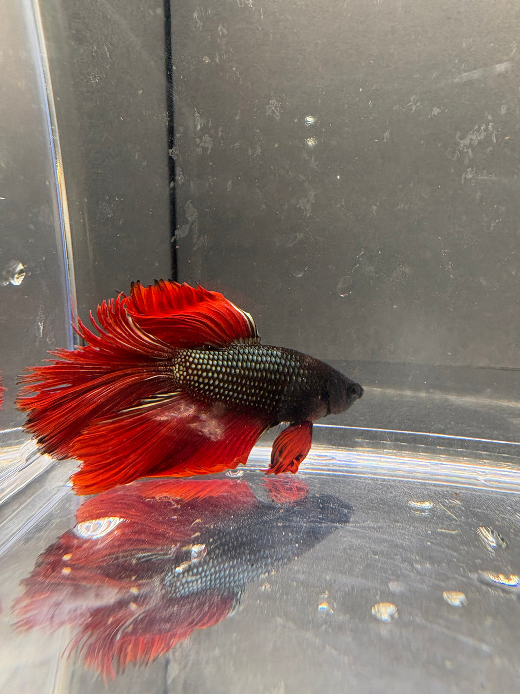 Halfmoon Copper Red — M-003