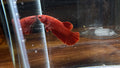Super Red HM Male Betta | RZ-87