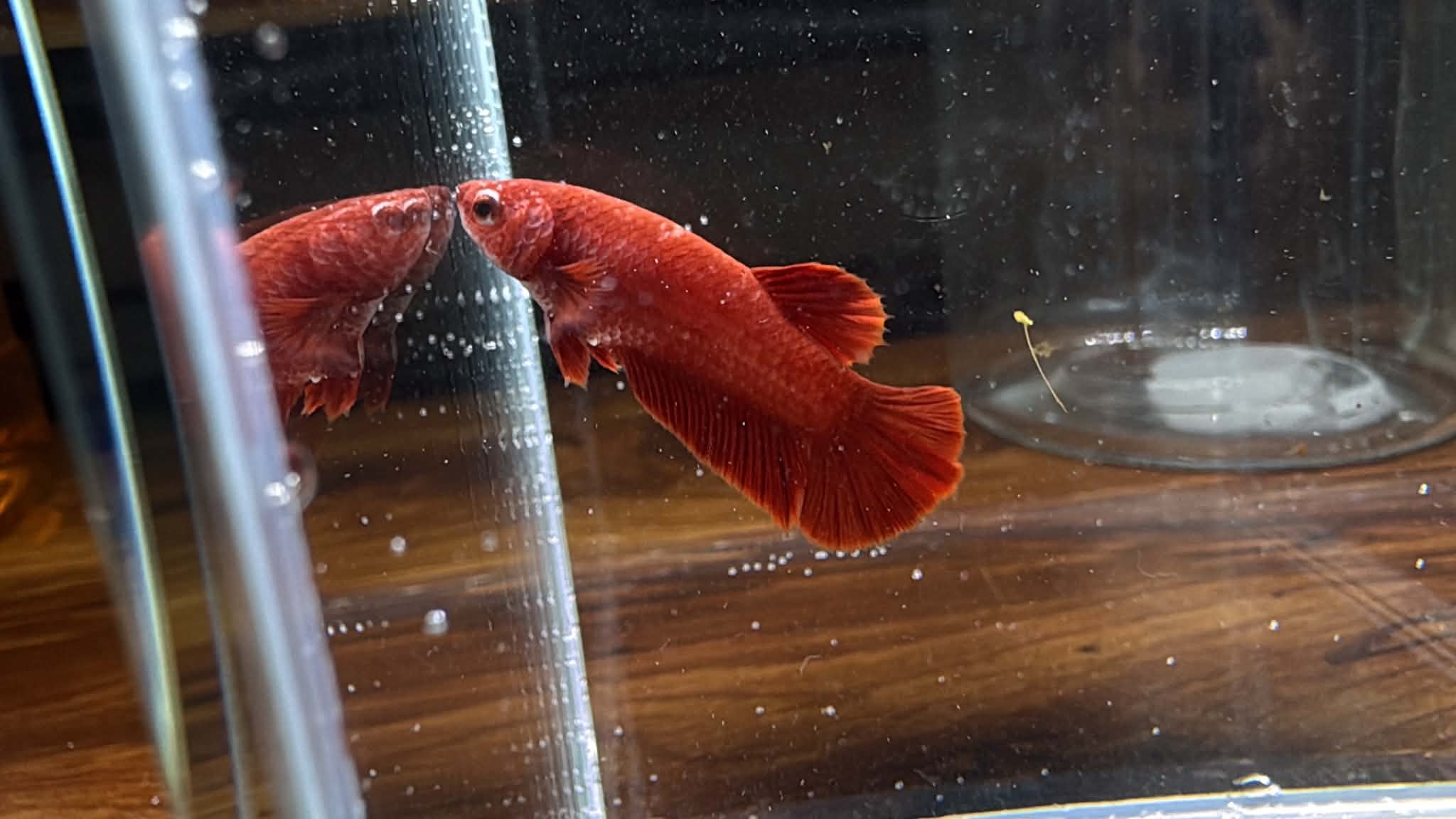 Super Red HM Male Betta | RZ-87