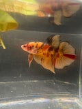 Jumbo KOI Giant Betta Male — G-001