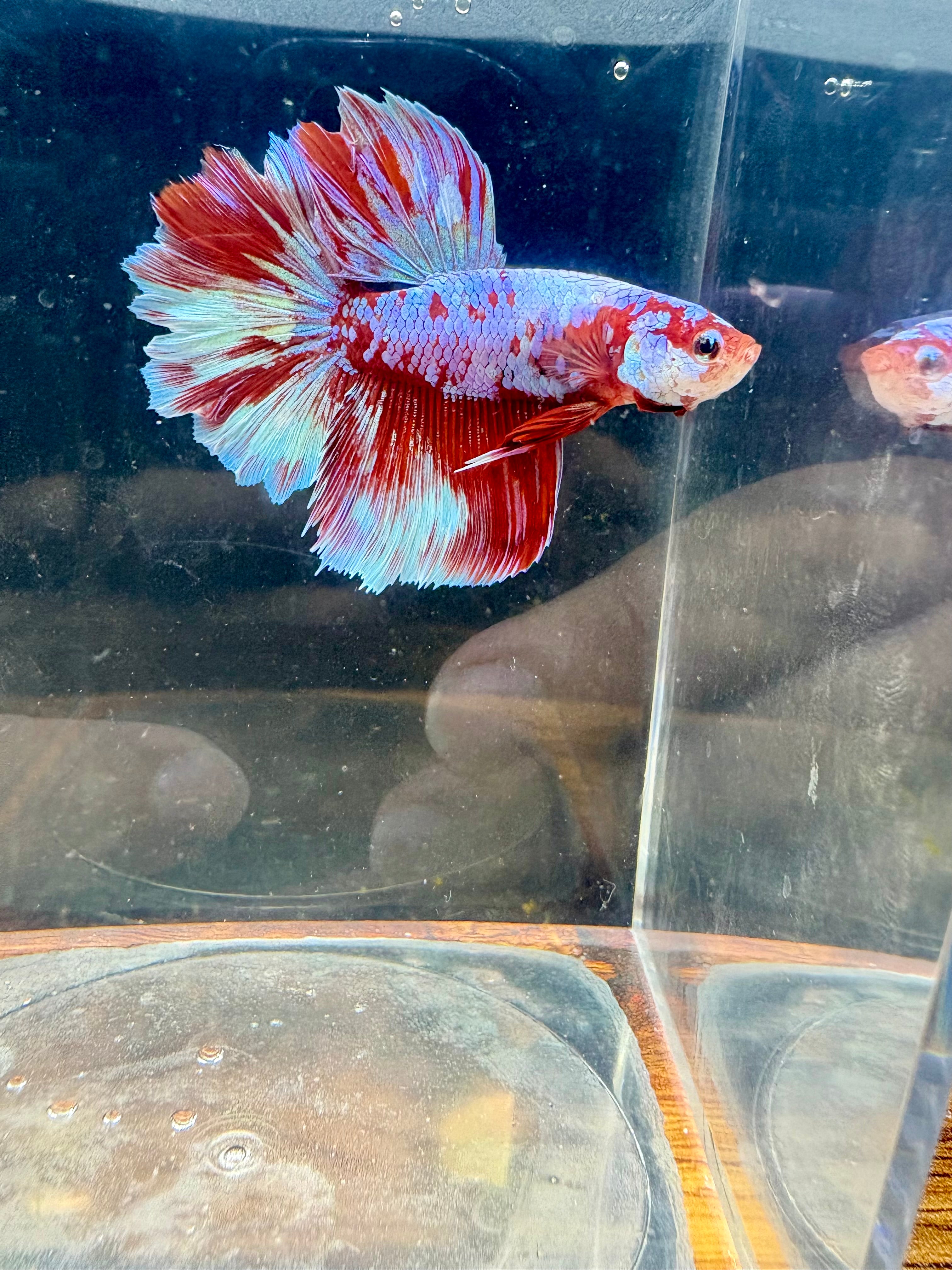 Barongasai HM Male Betta | RZ-35