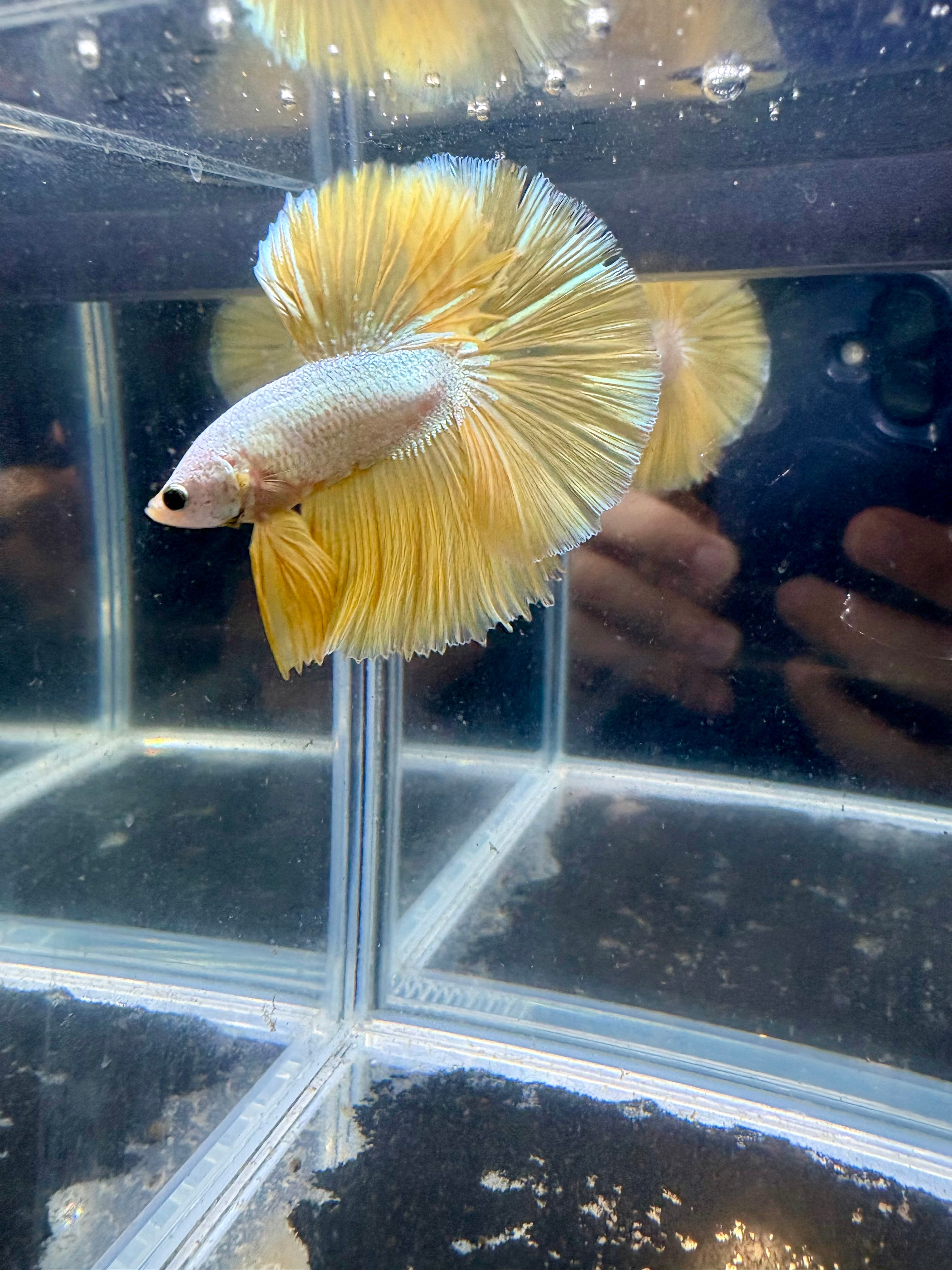 Yellow Dragon Halfmoon Male Betta | CG-138