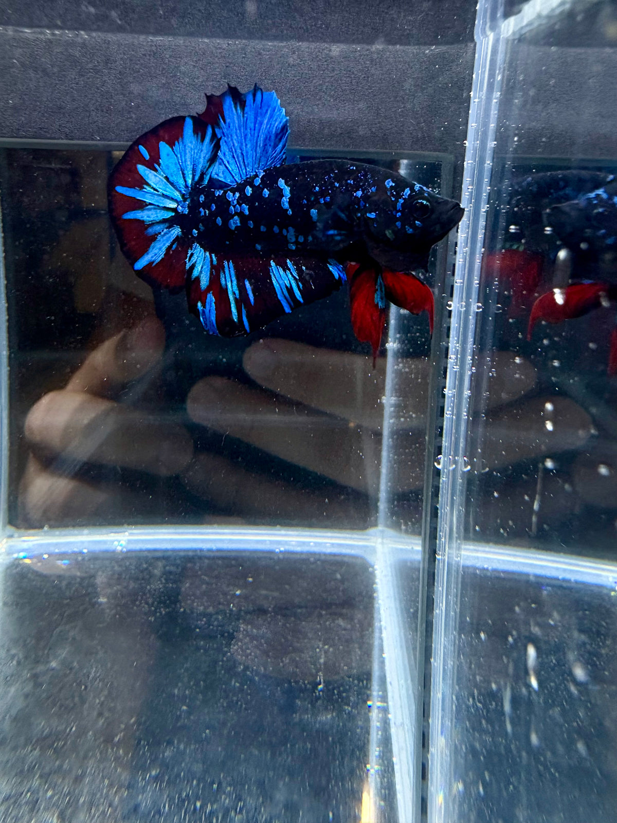 Avatar Nebula HMPK Live Betta Fish Male | CG-225