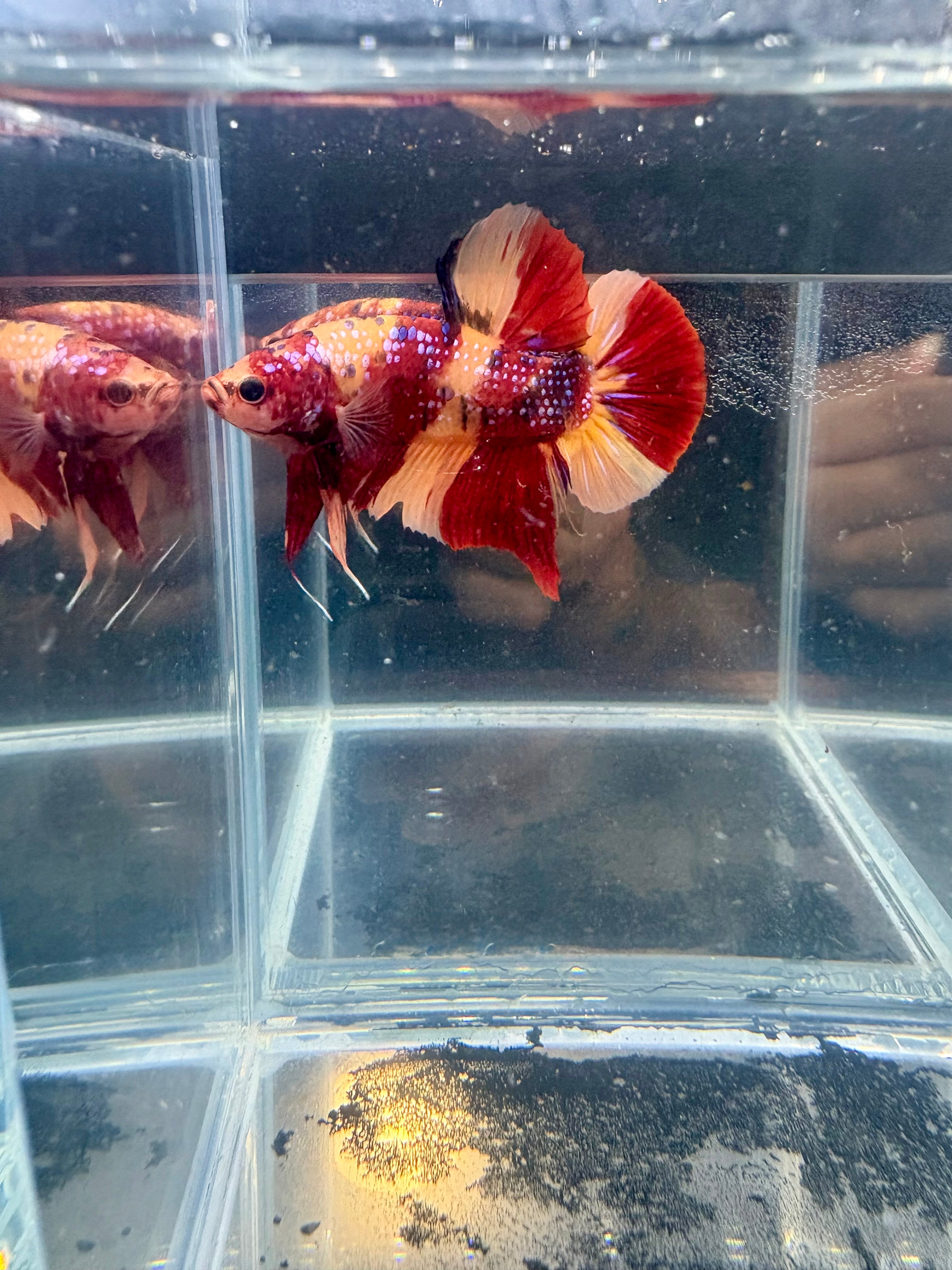 Giant Nemo Koi Galaxy Halfmoon Plakat Male Betta | CG-77