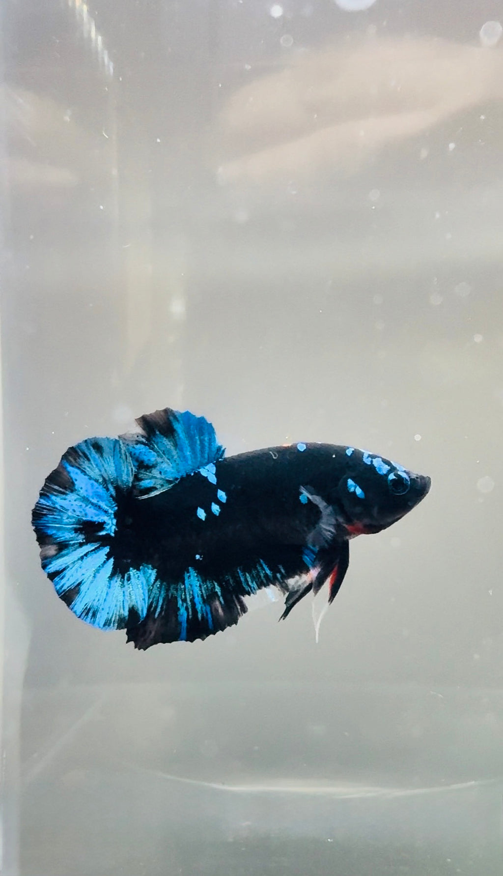 Avatar Galaxy HMPK Breeding Pair Free SHIPPING| RZ-9/RZ-10