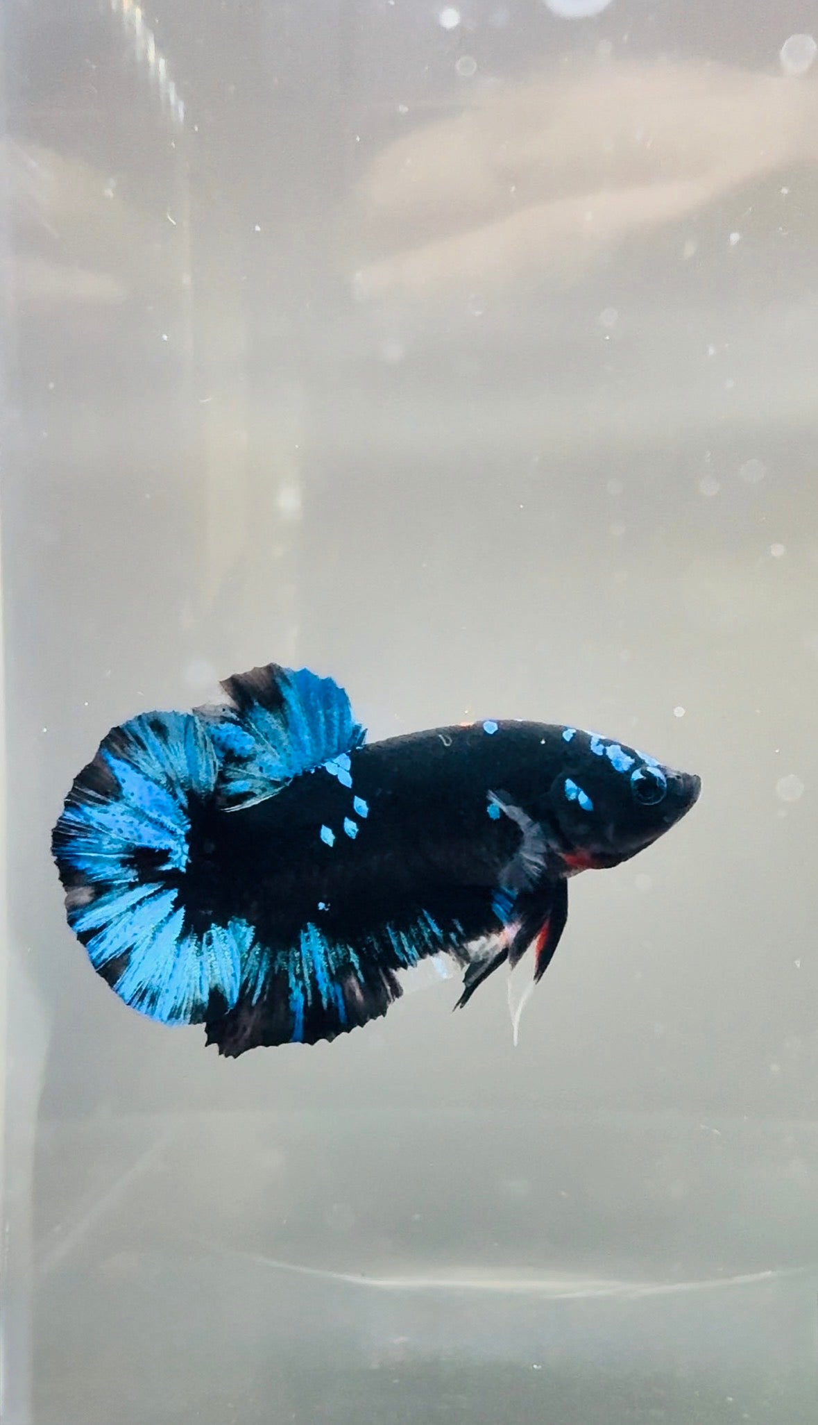 Avatar Galaxy HMPK Breeding Pair Free SHIPPING| RZ-9/RZ-10