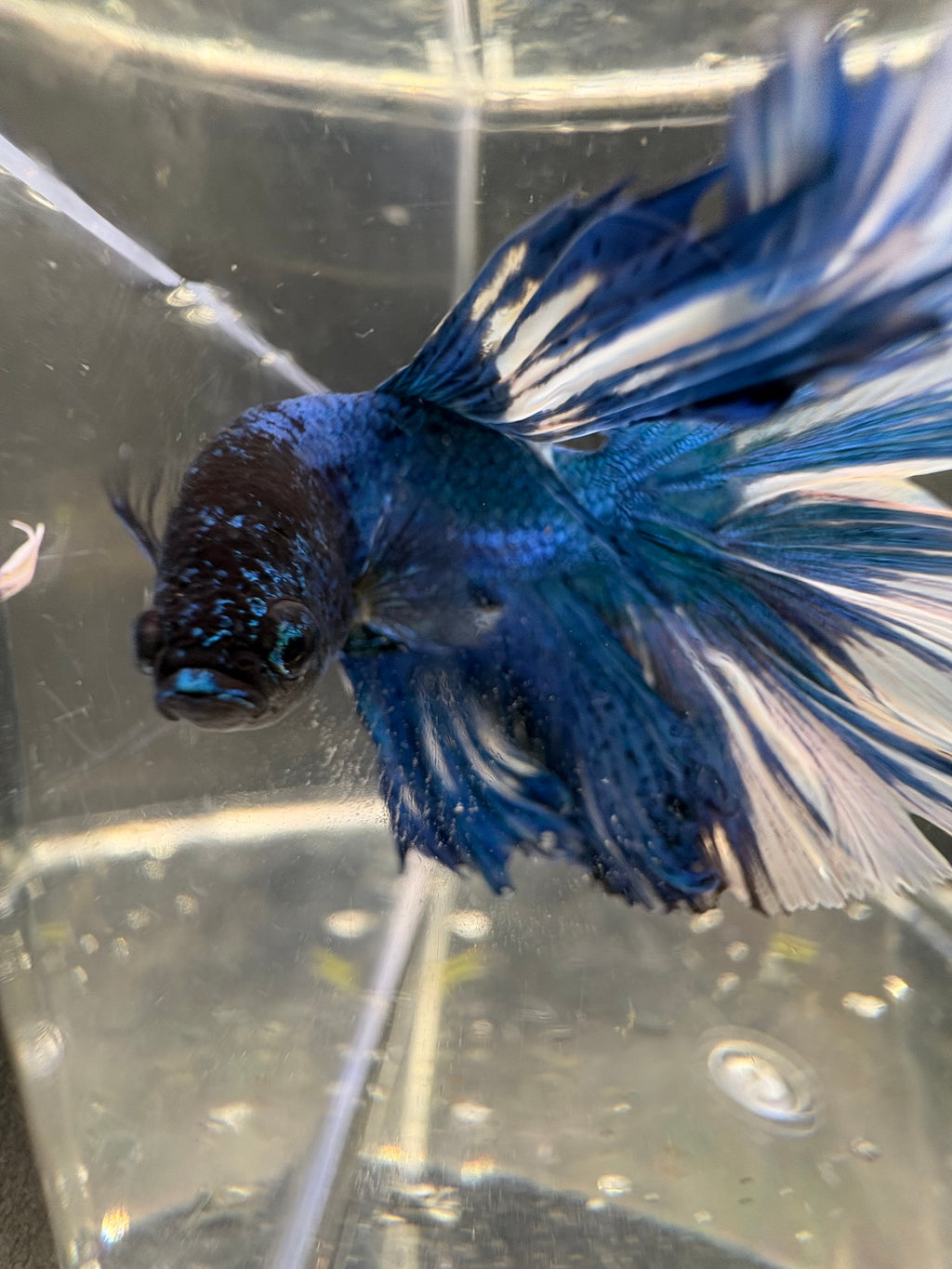 BLUE multicolor Halfmoon — M-005