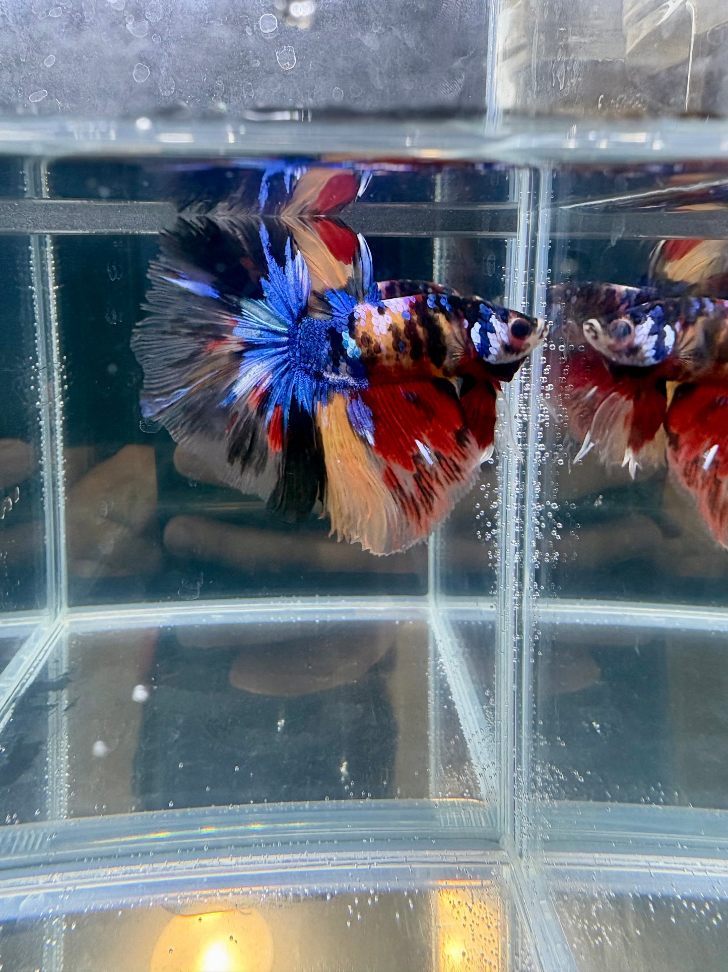 Live Betta Fish Multicolor Candy Nemo Hawk (OHM)Cg-118