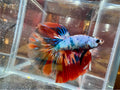Multicolor Candy Halfmoon Male Betta (High Grade) | CG-115