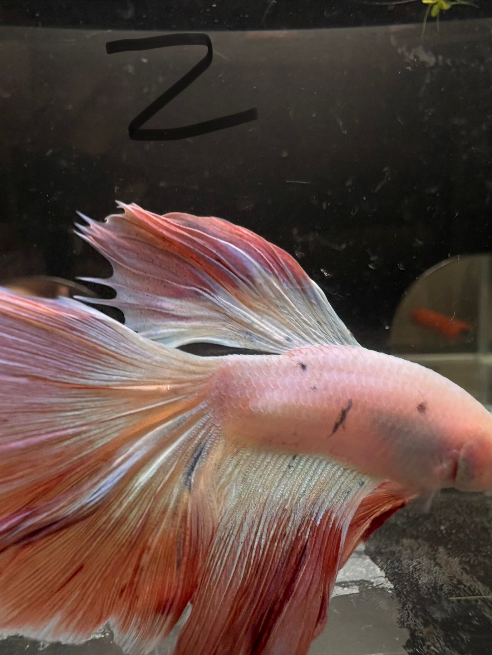 HM Pink Candy #2 — WYSIWYG