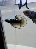 Giant Avatar Samurai Breeding Pair | RZ-68/RZ-69