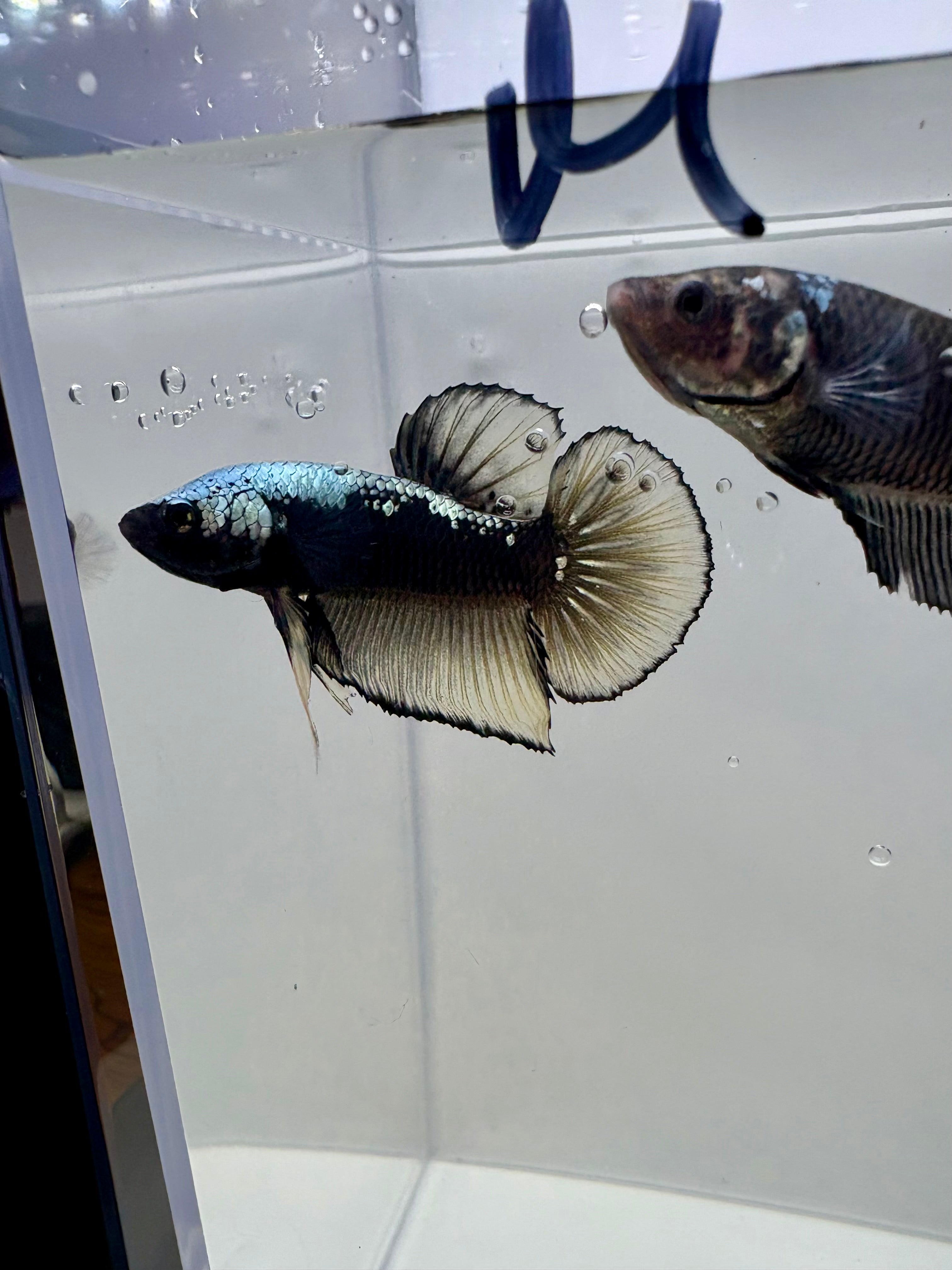 Giant Avatar Samurai Breeding Pair | RZ-68/RZ-69