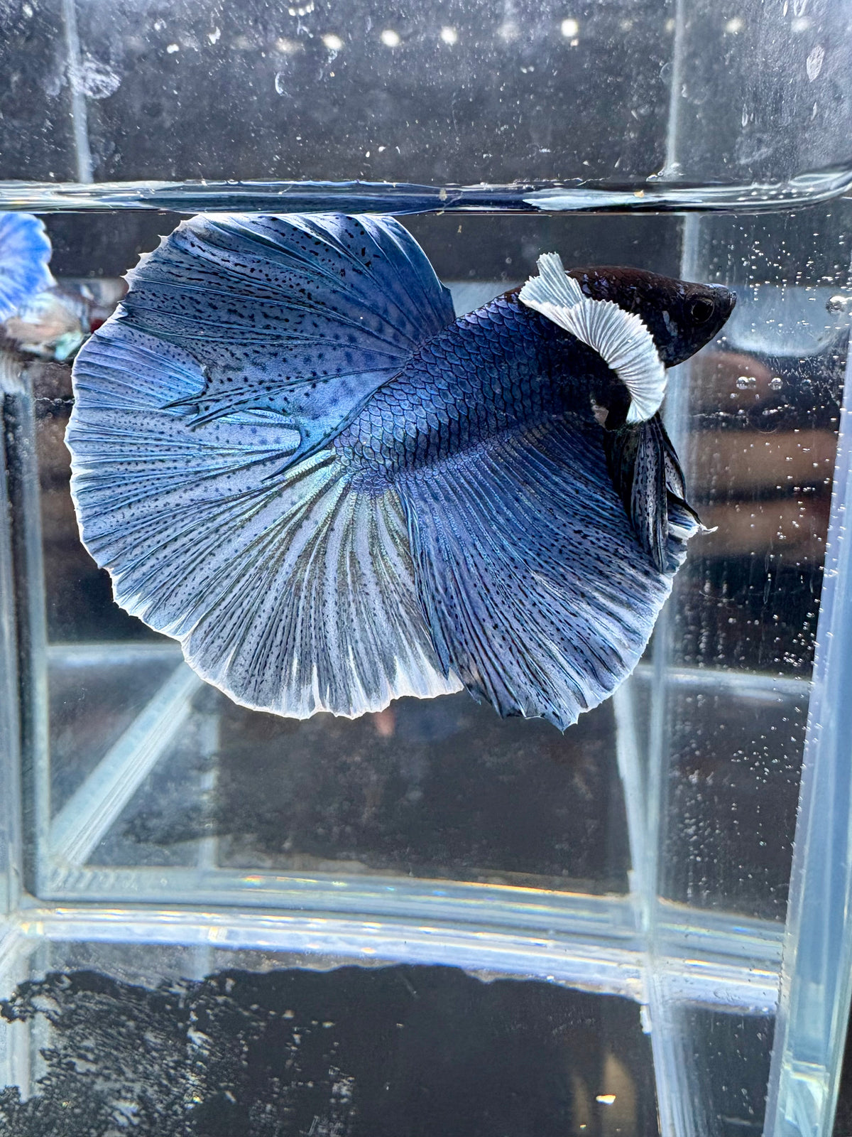 Dumbo Ear Turquoise Halfmoon Live Betta Fish Male | CG-185