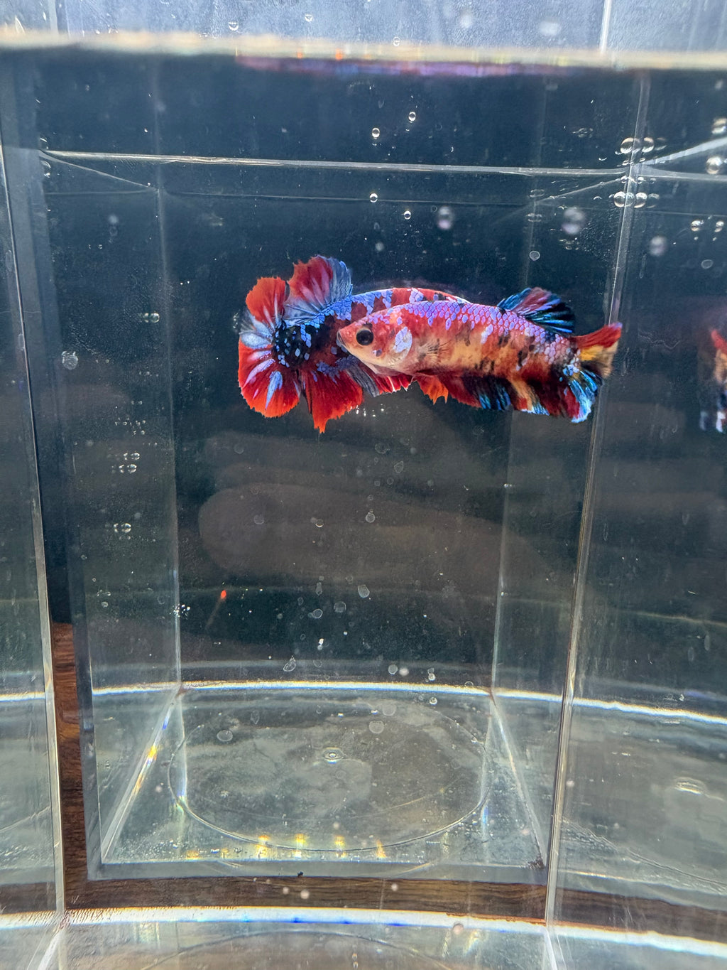 Koi Galaxy Breeding Pair | RZ-26/RZ-27