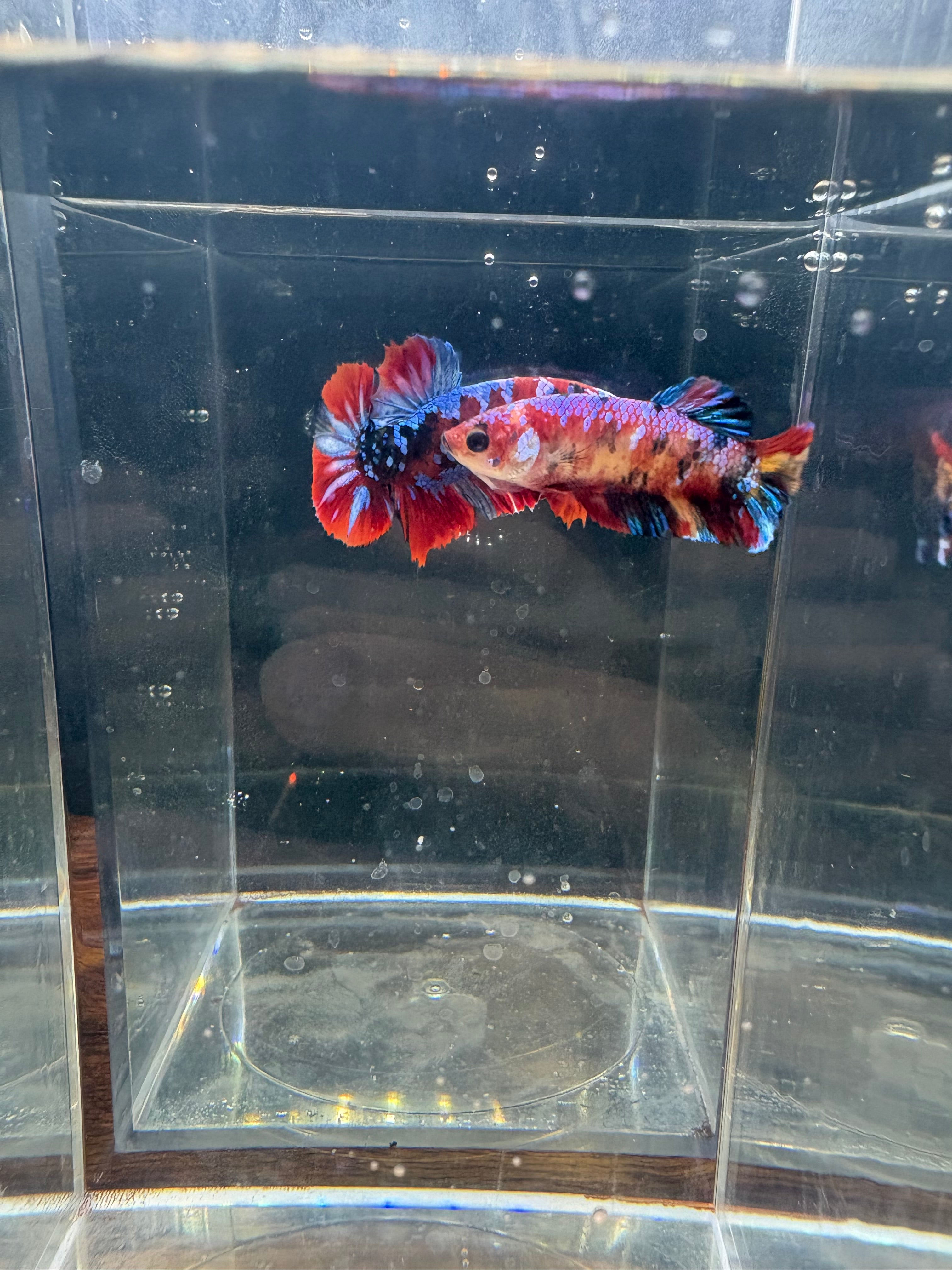 Koi Galaxy Breeding Pair | RZ-26/RZ-27