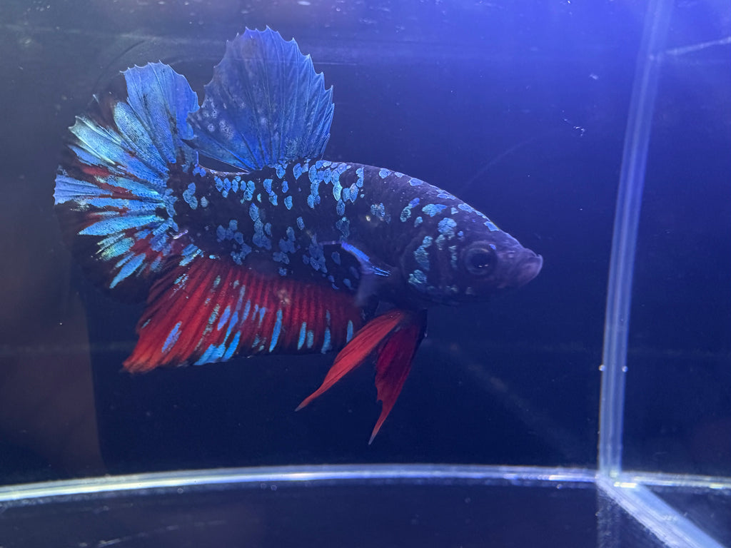 Avatar Plakat Male Betta | CG-31