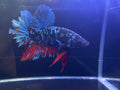 Avatar Plakat Male Betta | CG-31