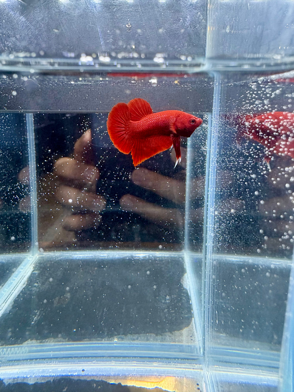 Super Red HMPK Male Betta | Grade A RZ-84