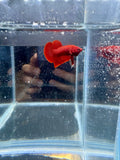 Super Red HMPK Male Betta | Grade A RZ-84
