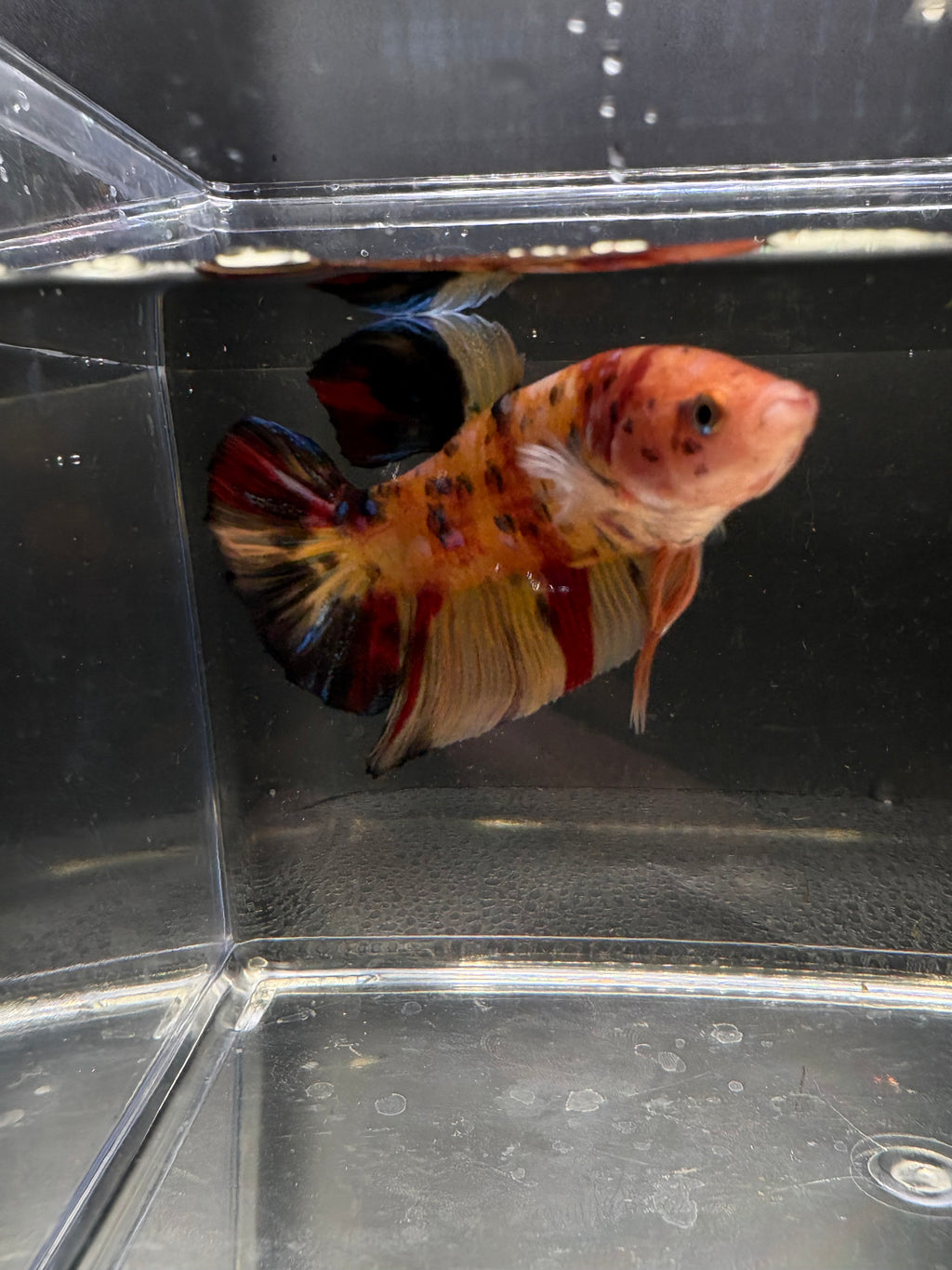 Giant HMPK Breeding Pair — Pareja 2