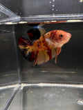 Giant HMPK Breeding Pair — Pareja 2