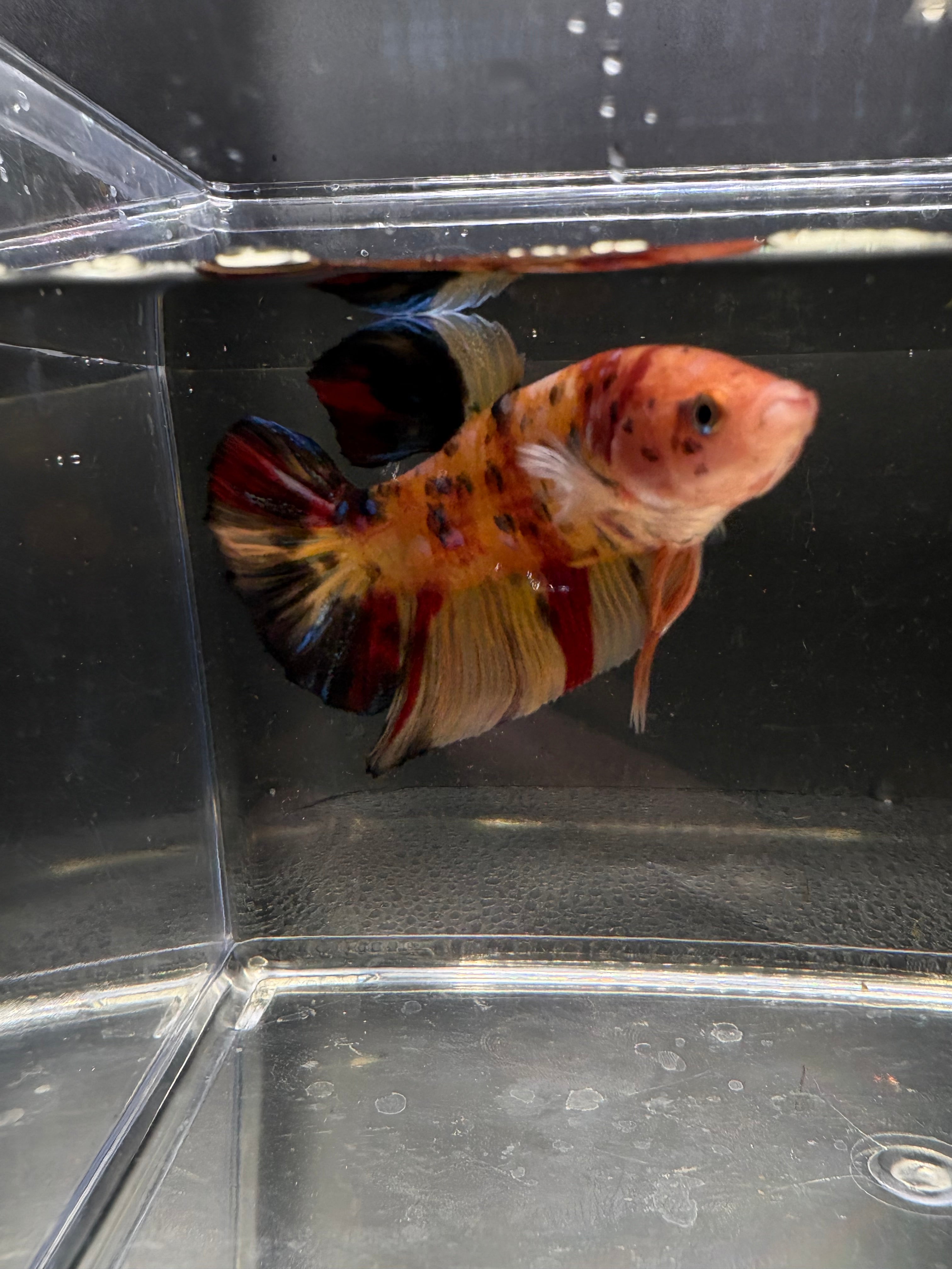 Giant HMPK Breeding Pair — Pareja 2