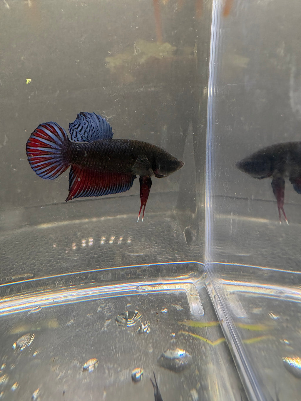 Thailand Fighters Pk Breeding Pair