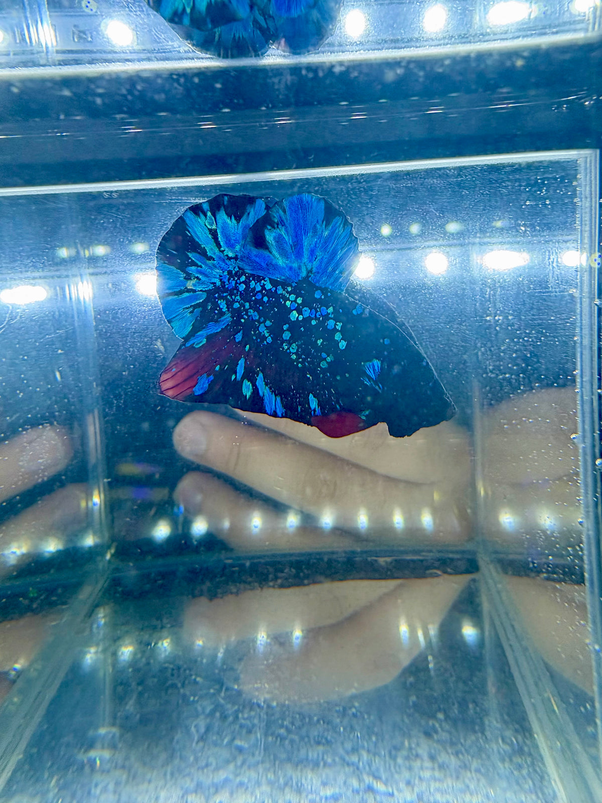 Avatar Nebula HMPK Live Betta Fish Male | CG-224