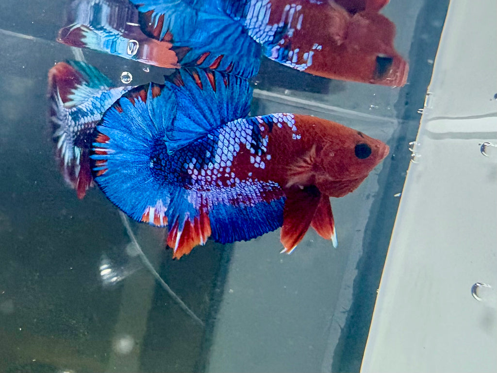 Hellboy Male Betta | RZ-78