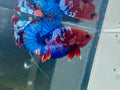 Hellboy Male Betta | RZ-78