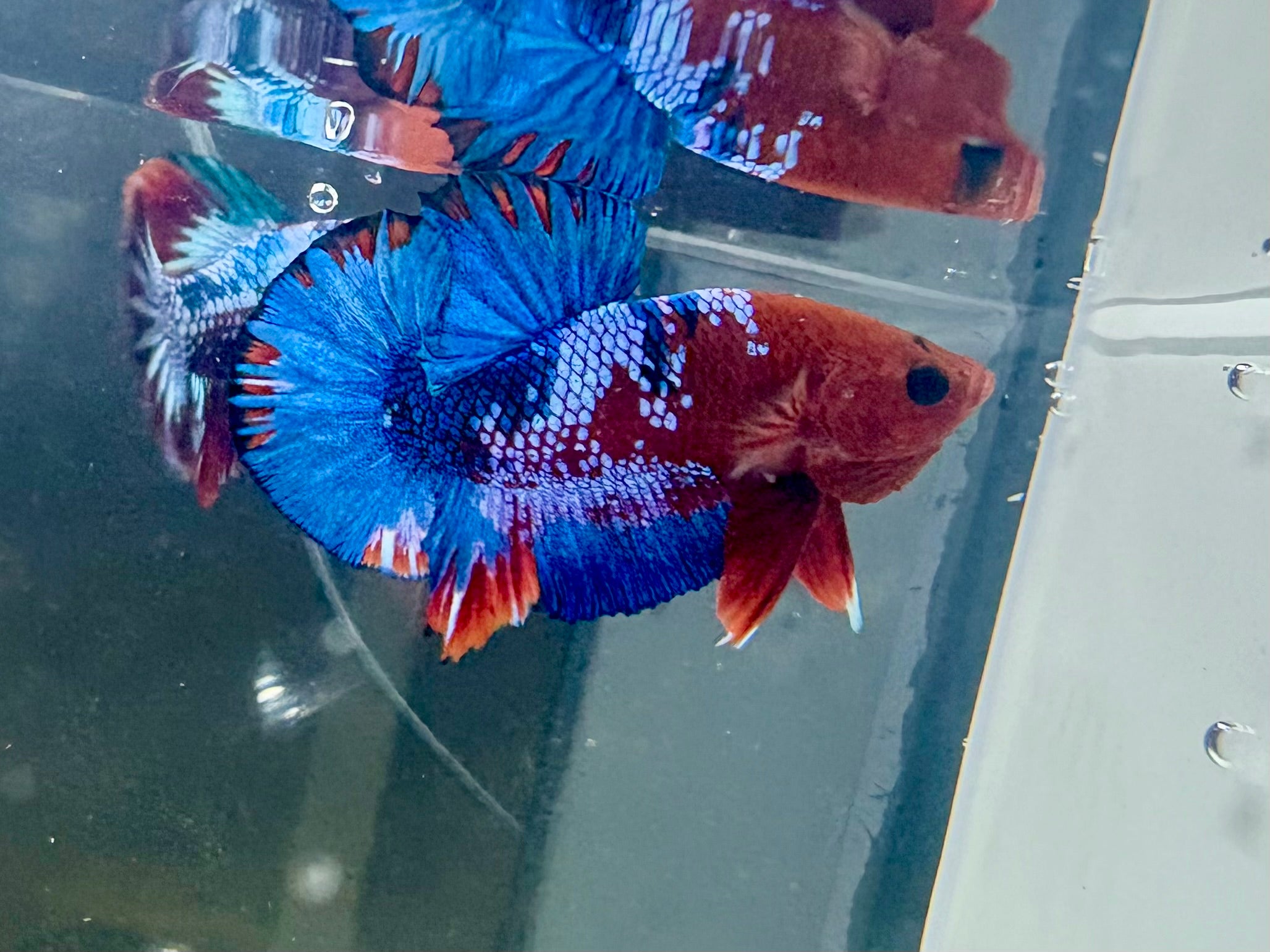 Hellboy Male Betta | RZ-78