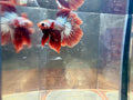 FCCP HM Male Betta | RZ-37