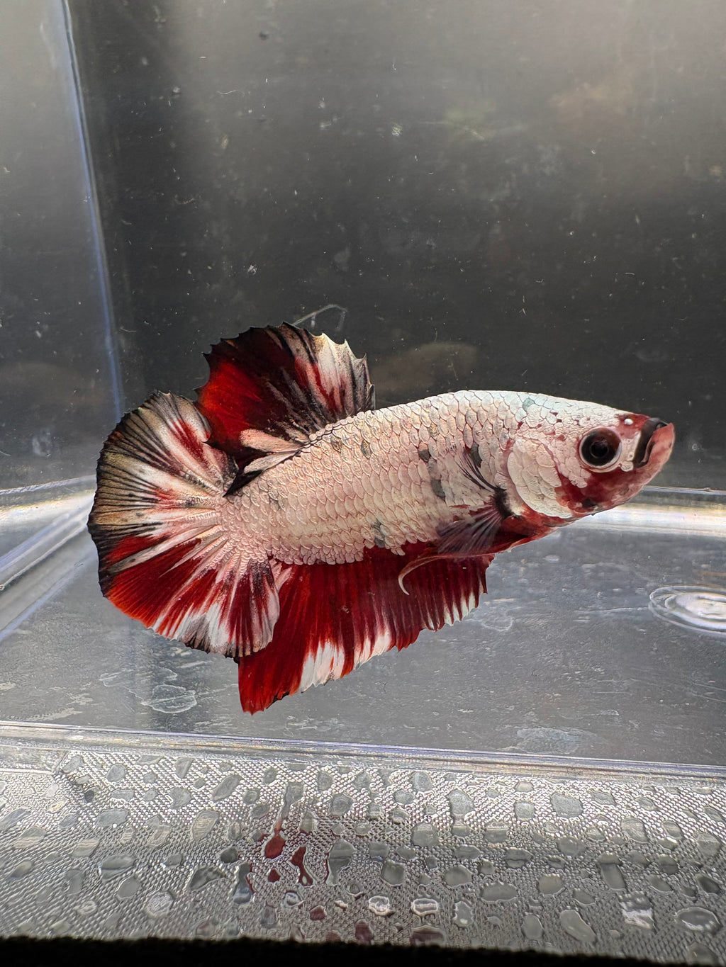 Red Copper Samurai HMPK — M-025