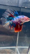 Candy Koi HM Male Betta | RZ-60