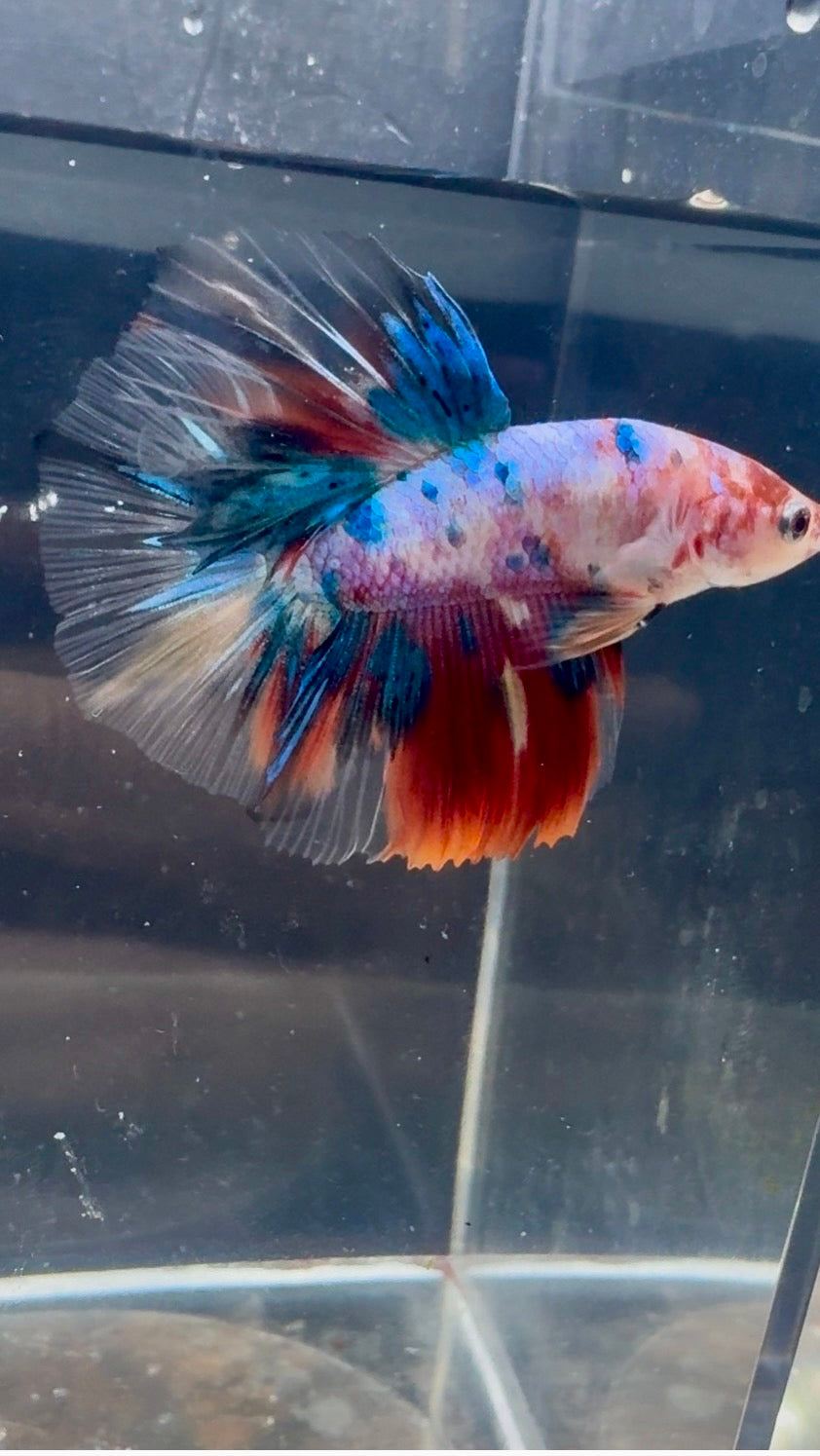 Candy Koi HM Male Betta | RZ-60