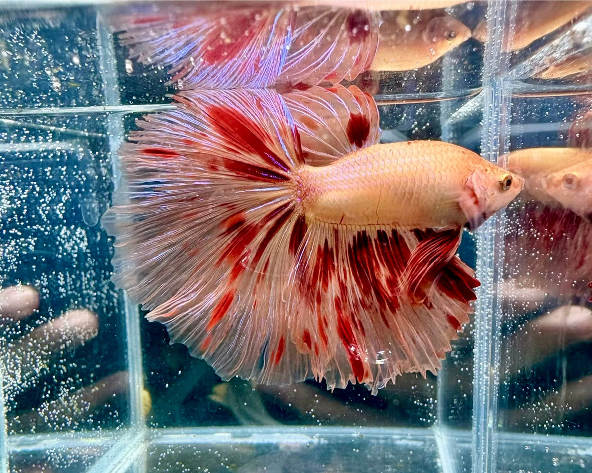 OHM Big Armageddon Meteor Male Betta | CG-205