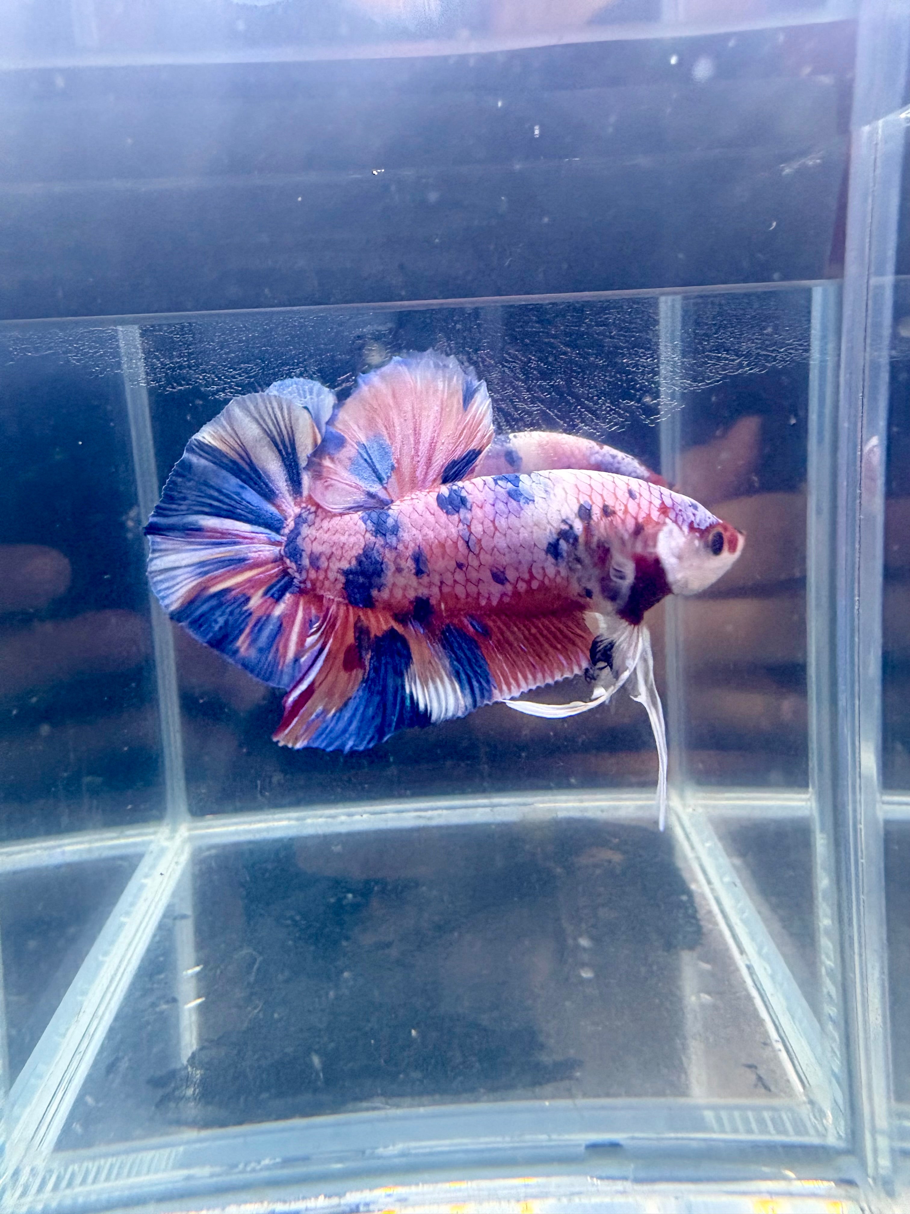 Giant Candy Halfmoon Plakat Male Betta | CG-76