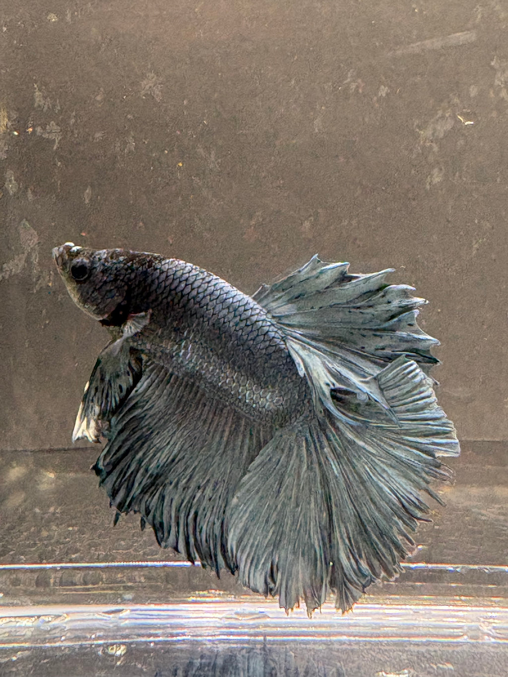 Halfmoon Blue Steel— M-001