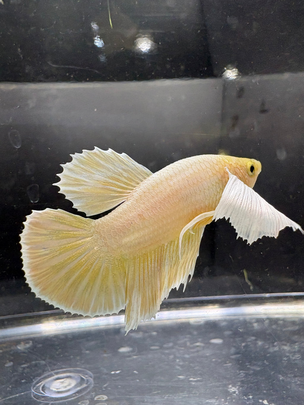 Dumbo Gold HMPK — M-027