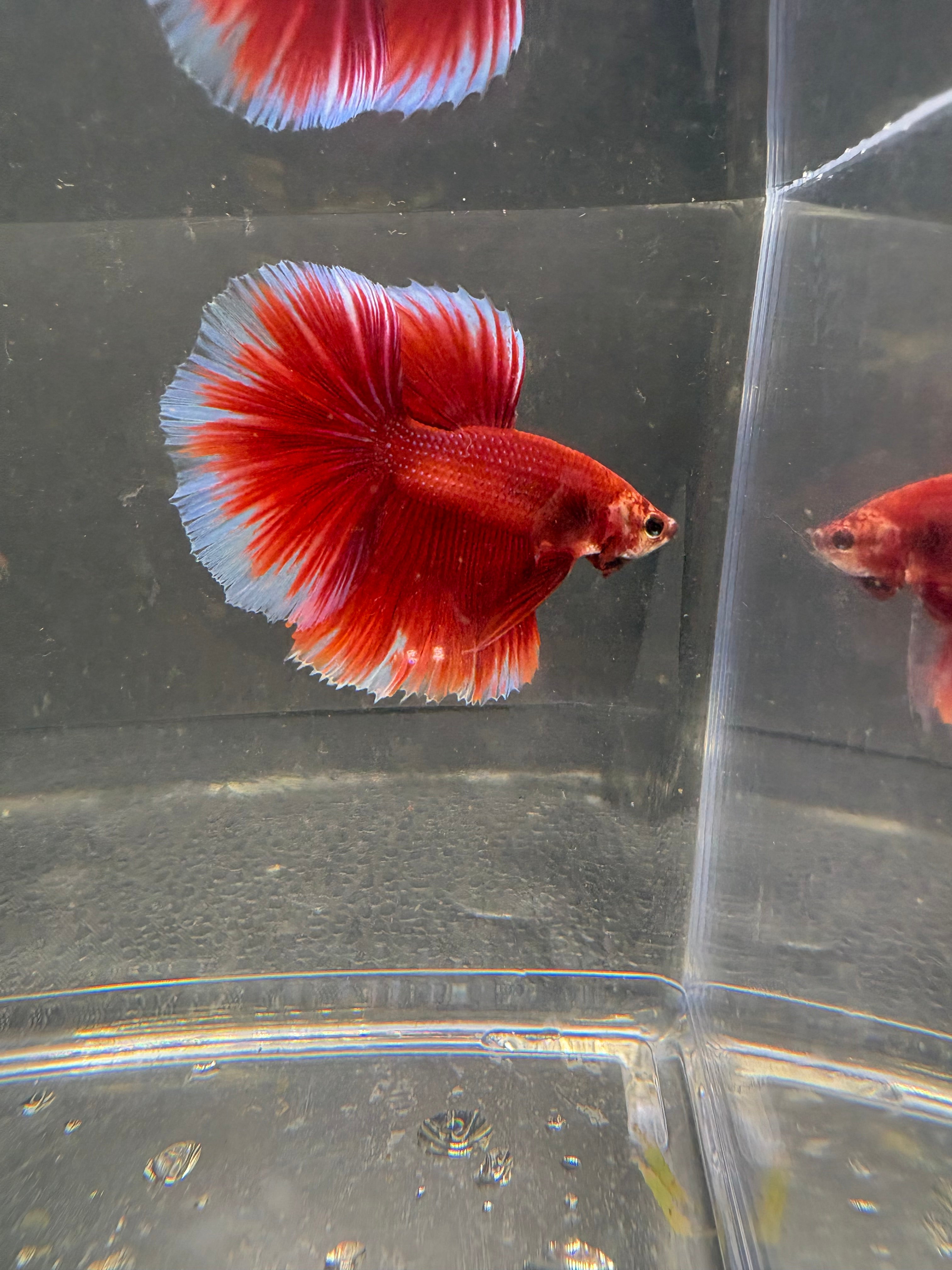 Butterfly Red Halfmoon — M-007