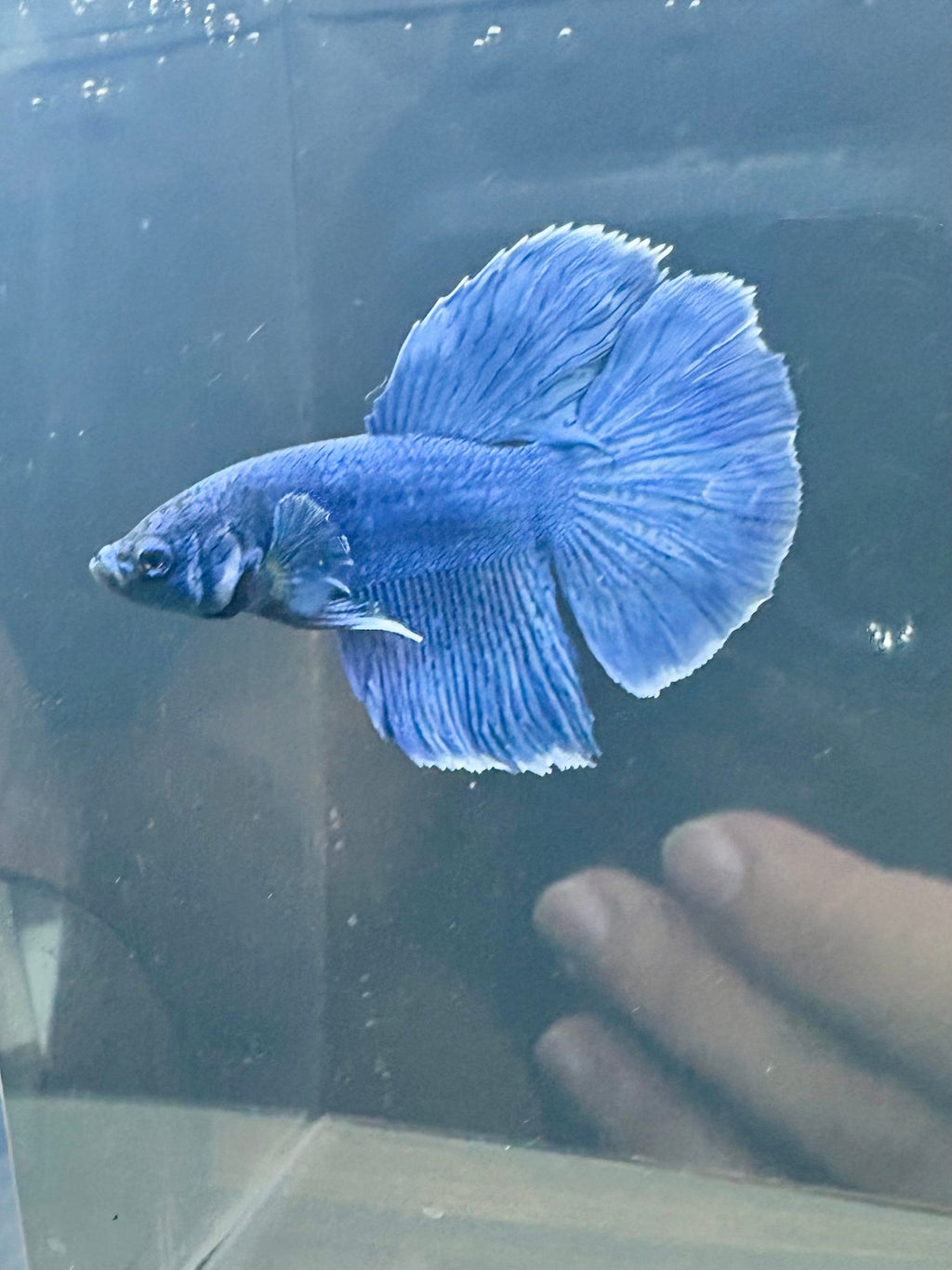 Royal Blue HM Male Betta | RZ-114