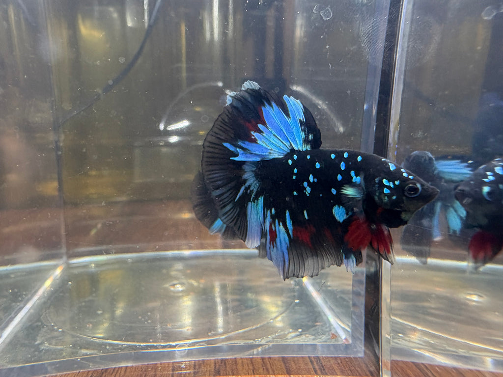 Avatar Galaxy SUPER DELTA Male Betta | RZ-5