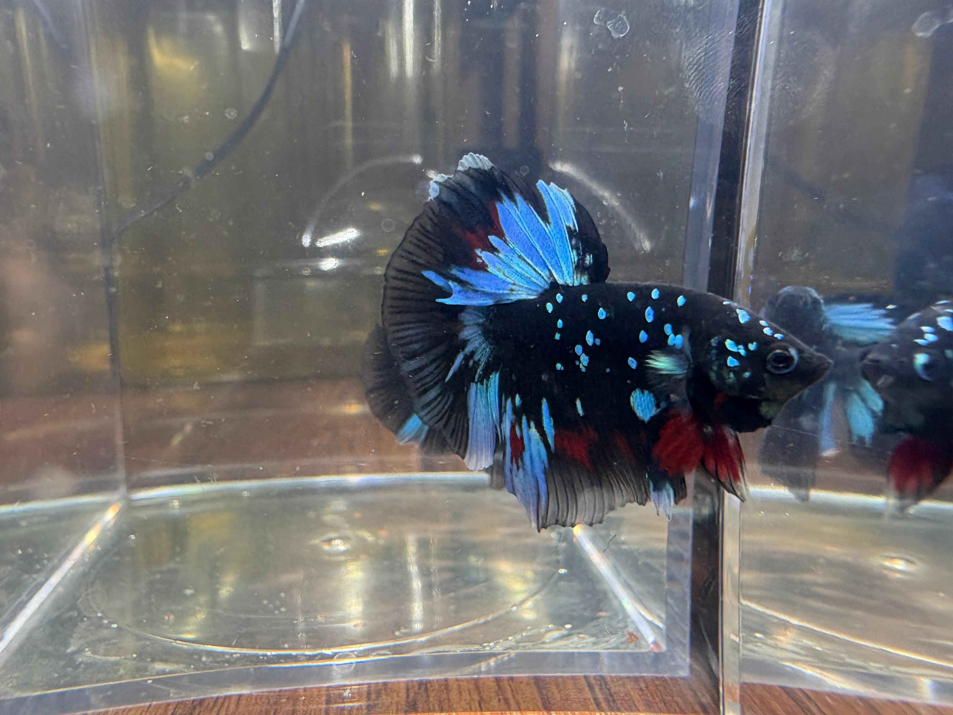 Avatar Galaxy SUPER DELTA Male Betta | RZ-5