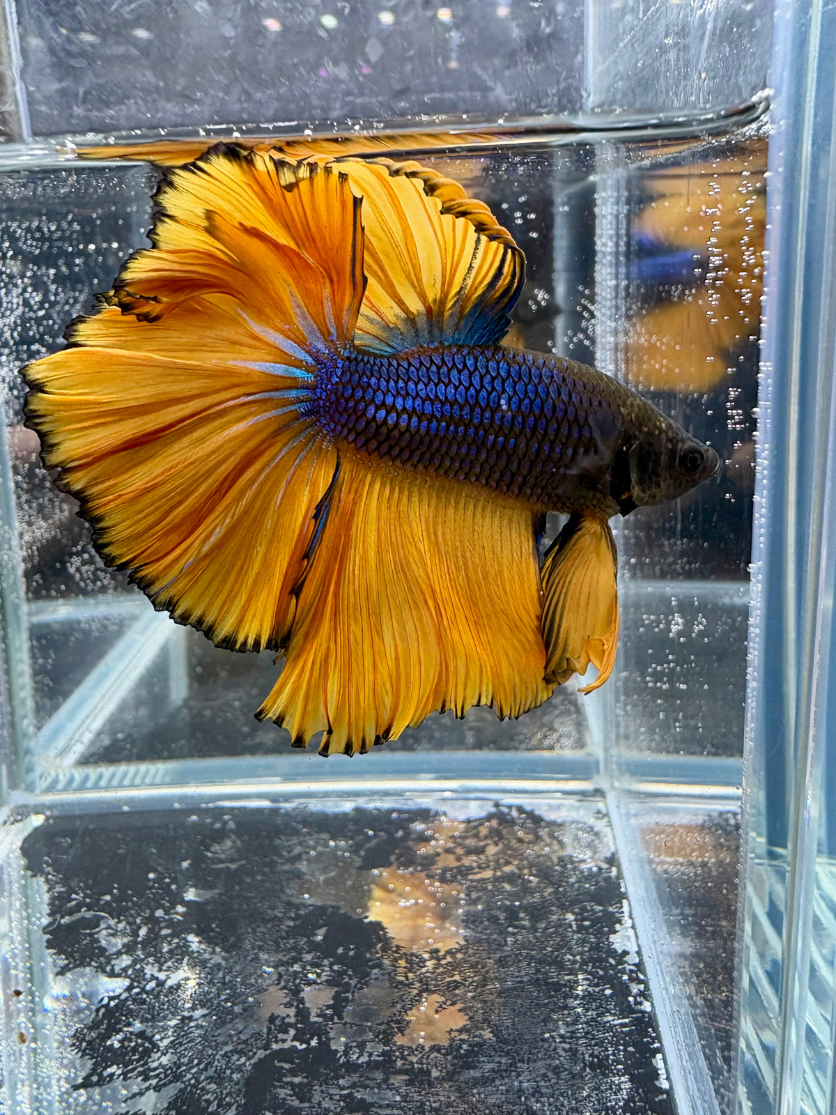 Mustard Gas Rosetail HM Male Betta | CG-265