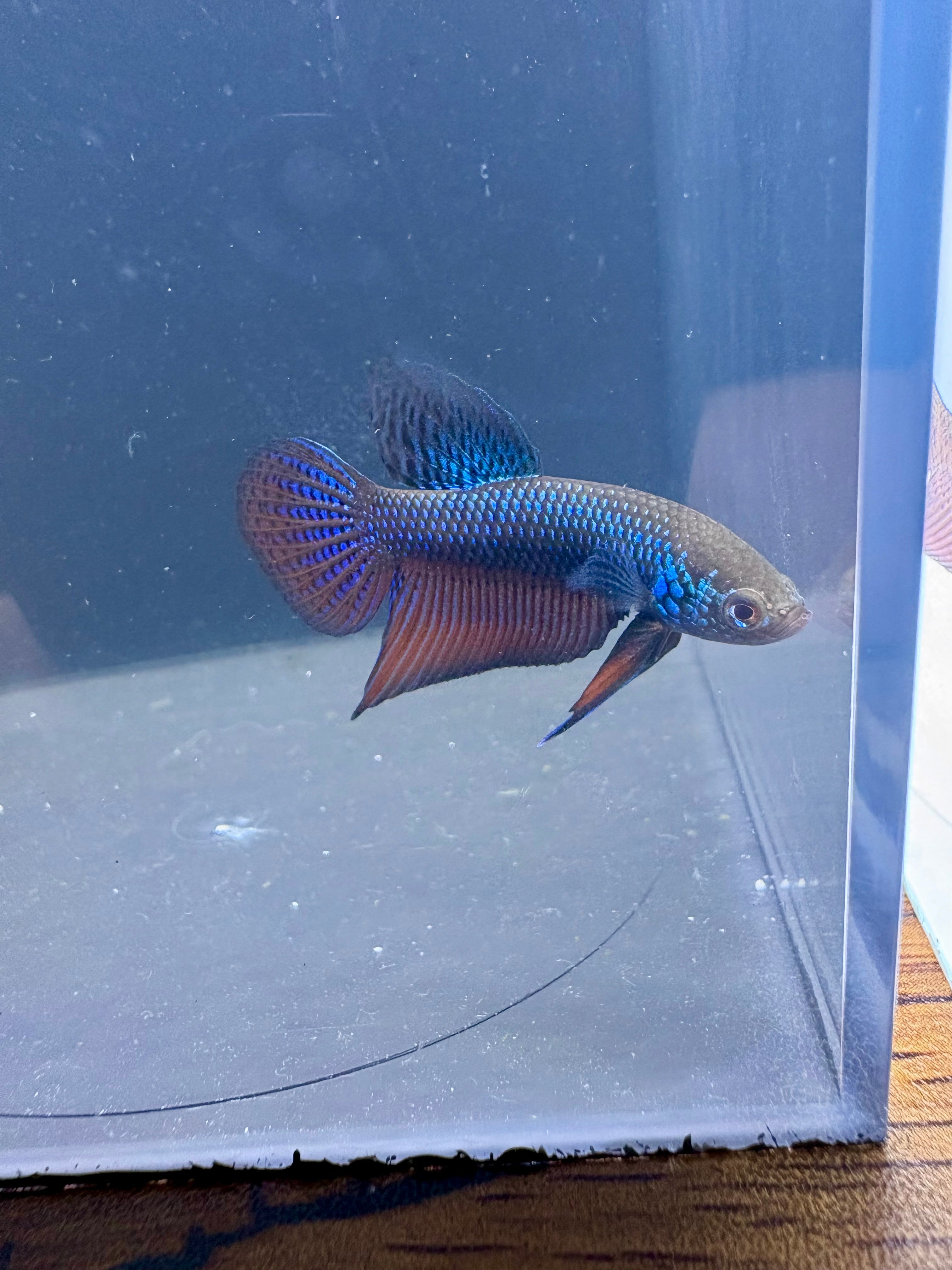Smaragdina Male Betta | RZ-41