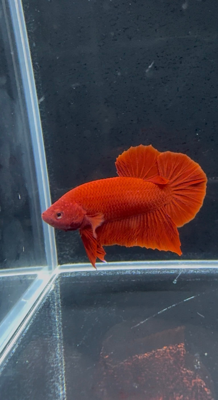 Super Red Plakat Male Betta | CG-54