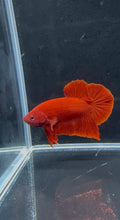 Super Red Plakat Male Betta | CG-54