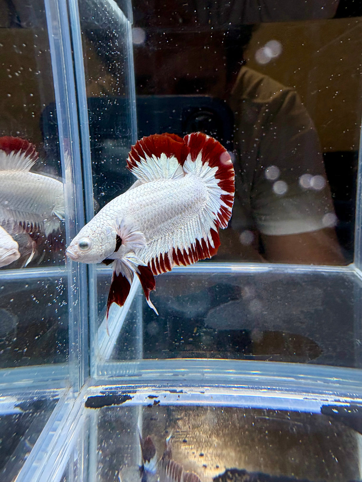 Red Snow Male Betta | CG-250