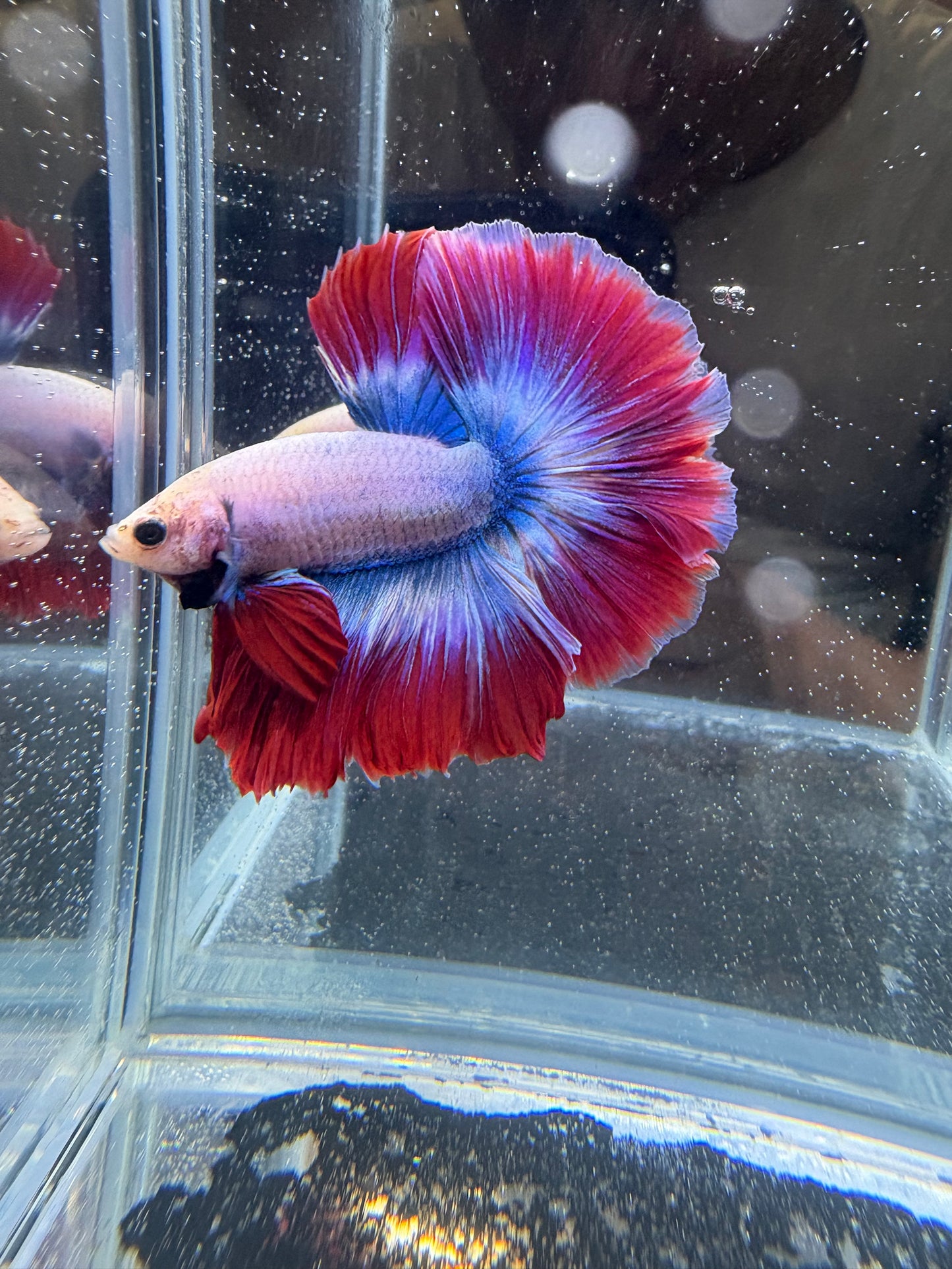 Thai Flag HM Male Betta | CG-92